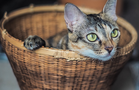 棕鹦鹉的肖像 小猫小猫可爱宠物朋友哺乳动物爪子虎斑说谎头发婴儿猫科眼睛动物毛皮图片