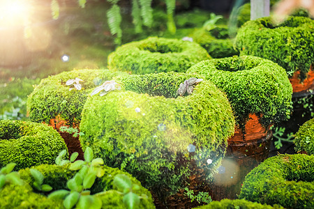 日本的Zen绿苔草花园 理想设计园 包括苔树植物图片