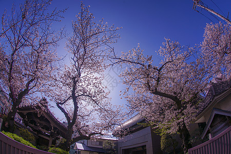 白樱花花和横滨达哈马达哈马的美好天气蓝天粉色花瓣植物港口天空好天气晴天图片