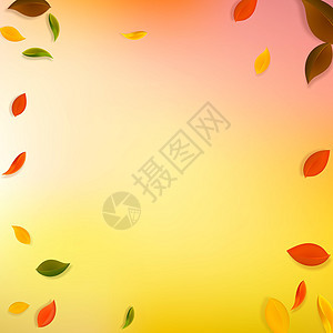 秋天落叶 红 黄 绿 棕C植物学校叶子销售快乐花斑树叶生物插图生态背景图片