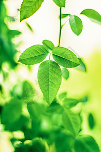 酒水节生态植物群高清图片