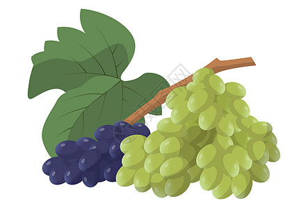 逼真的新鲜成熟的深色和浅色葡萄在白色背景下被隔离矢量艺术营养插图酒厂蓝色收藏健康饮食农业收成图片