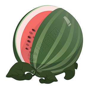 白色背景与现实的新鲜大西瓜  矢量饮食热带小吃插图装饰品食物卡通片健康种子果汁背景图片
