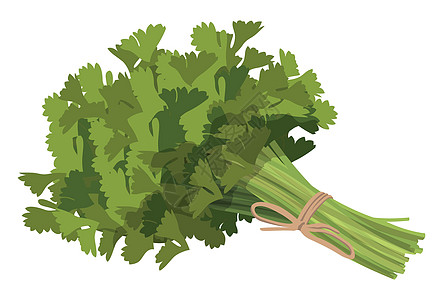白色背景上现实的新鲜奥斯利新叶子矢量食物植物香料烹饪味道健康水彩蔬菜芳香饮食图片