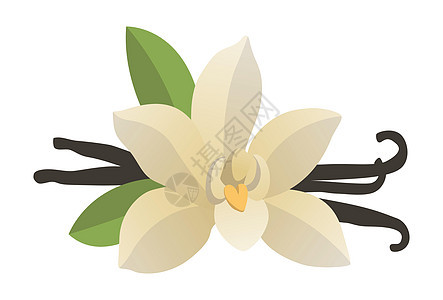 白色背景的现实新鲜香草树叶矢量芳香香料植物疗法艺术叶子插图美食兰花绘画图片