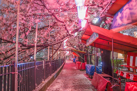 夜幕樱花夜景花瓣照明植物粉色春夜图片