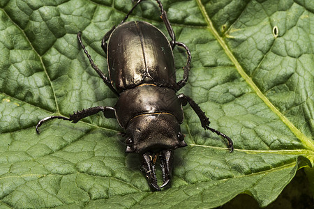 一只角甲虫在绿叶上昆虫荒野黑色漏洞叶子绿色白色宏观害虫野生动物图片
