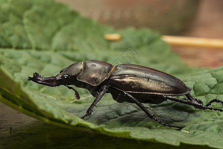 一只角甲虫在绿叶上白色天线绿色动物群昆虫动物宏观野生动物鞘翅目叶子图片