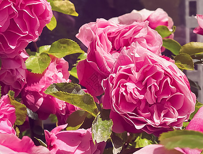 夏花花园中美丽的灌木玫瑰 夏季在英格兰赫特福德郡开花 种植和园艺店铺场地绿化中心管理购物花瓣后院植物学环境图片