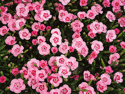 英格兰赫特福德郡花园中心的美丽花朵 种植和园艺中心绿化英语购物园林温室环境晴天花园管理图片