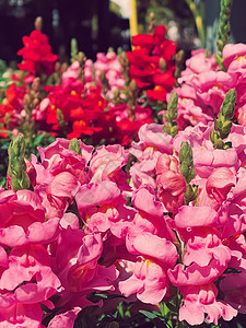 英格兰赫特福德郡花园中心的美丽花朵 种植和园艺植物店铺中心园林植物学绿化生长英语花园花盆图片