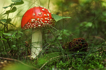 在森林的苔和草丛中 青红色的阿曼尼塔·穆斯卡里亚蘑菇 就在它旁边的松果图片