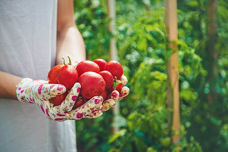 农民在花园收获番茄 有选择的焦点农场收成生长横幅园艺男人女士园丁植物种植园图片