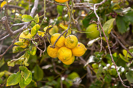 成熟的柠檬挂在树上 种柠檬 树上的成熟柠檬 选择性聚焦和特写植物叶子农业水果收成黄色花园果园绿色生长图片