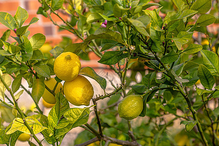 成熟的柠檬挂在树上 种柠檬 树上的成熟柠檬 选择性聚焦和特写黄色生长绿色水果花园叶子植物收成农业果园图片