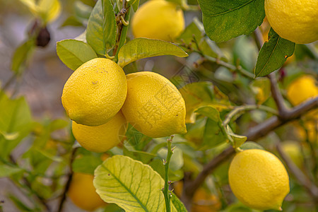 成熟的柠檬挂在树上 种柠檬 树上的成熟柠檬 选择性聚焦和特写食物花园农业叶子水果植物收成黄色果园绿色图片