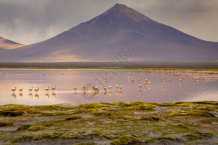 智利火烈鸟和玻利维亚阿尔提平原红湖普纳山脉情调旅游荒野殖民地盐滩风暴地方气候图片