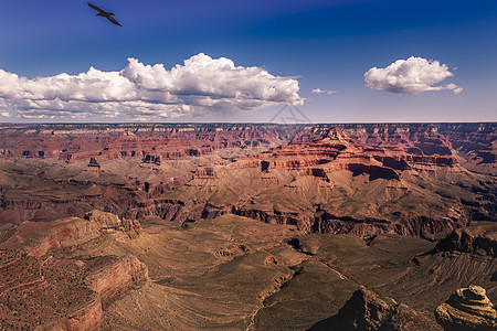在美国亚利桑那州阿利桑那州阳光明媚的天气下 大峡谷南边有鹰自由飞翔图片