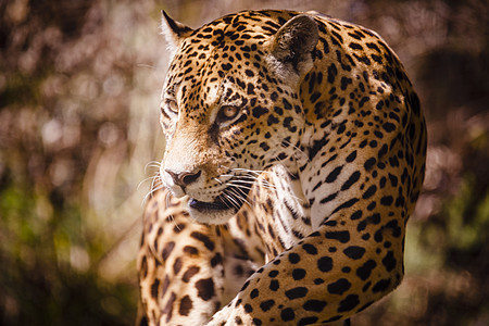 在巴西潘塔纳尔狩猎力量黑豹野猫兽头濒危森林豹属地区身体大猫图片