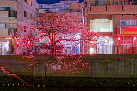 夜樱皮革樱花夜景粉色花瓣树木植物图片