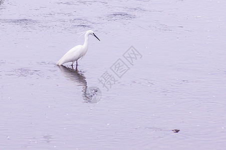 河流中丝绸线的图像候鸟英雄水禽白鹭白色小鸟水面鸟类生物动物图片