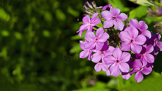 花园里有一朵花 天然花是紫色的 彩色粉红色的图片
