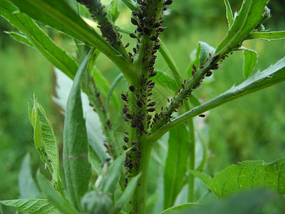 绿植物上的虫子图片