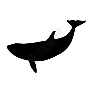 隔着白色孤立的矢量鲸黑光影图片