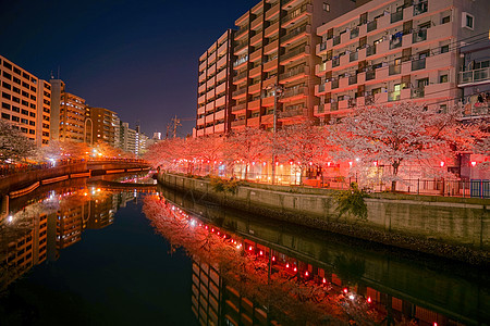 夜樱夜景花瓣粉色树木植物皮革樱花图片