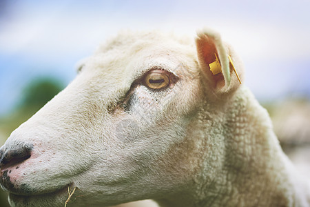 我被吓得半死 感觉好象是羊群 在农场里养的羊背景图片