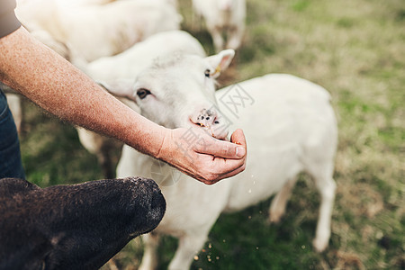 有个不认识的农夫白天在农场外面用手喂一只小羊羔 他把那只小羊肉给喂了背景图片