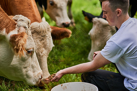 这些奶牛是手工喂养的 一名年轻男性农民在奶牛农场喂奶牛时图片