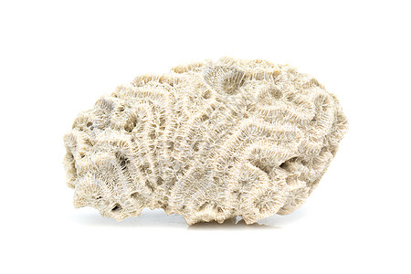 白色背景的珊瑚立方体图像 海底动物脆弱性息肉生活植物珠宝韧性情调生物气候绘画图片