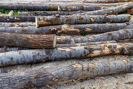 薄皮核桃日光时在地上铺设的无皮薄木 背景特写木材产品生产生物学环境树干日志地面燃料资源背景