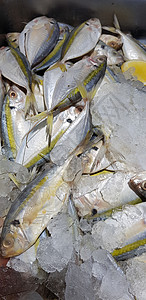 生鲜鱼 黄色带状 trevally 光滑尾部 trevally柠檬尾巴烹饪菜单细长鲹食物市场尾鲹美食黄条图片