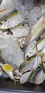 生鲜鱼 黄色带状 trevally 光滑尾部 trevally尾巴尾鲹市场美食食物黄条柠檬细长鲹海鲜烹饪图片