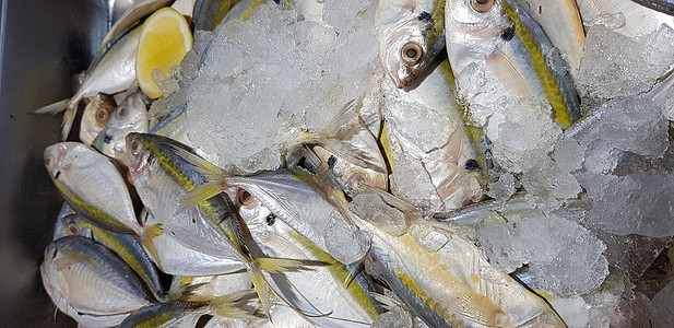 生鲜鱼 黄色带状 trevally 光滑尾部 trevally食物烹饪美食柠檬市场尾巴黄条尾鲹菜单细长鲹图片