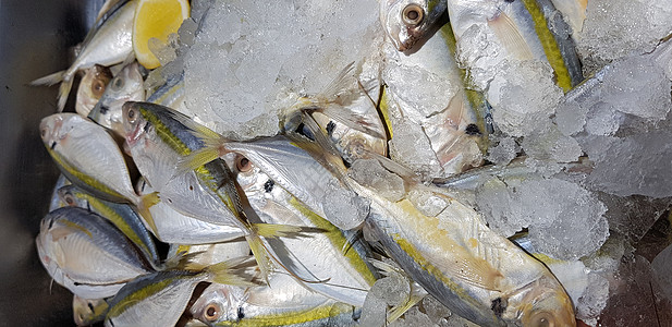 生鲜鱼 黄色带状 trevally 光滑尾部 trevally食物海鲜尾鲹市场尾巴菜单黄条柠檬美食烹饪图片