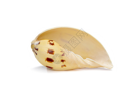 贝壳 melo melo 在白色背景上的图像 海底动物 贝壳螺旋斑点锥体蜗牛旅行老虎蜗壳盐水孢子海洋图片