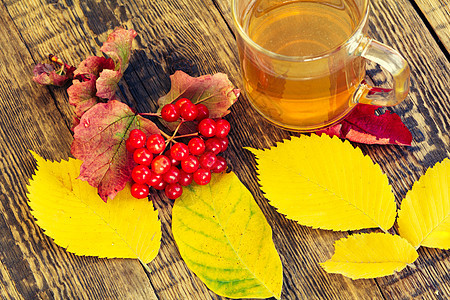 维本树枝 茶杯和秋黄叶图片