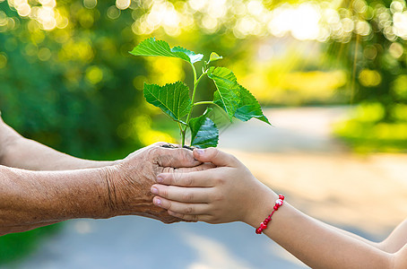 孩子和祖母正在植树 有选择地集中注意力奶奶家庭园艺教育幼苗微笑生态孩子们幸福植物图片