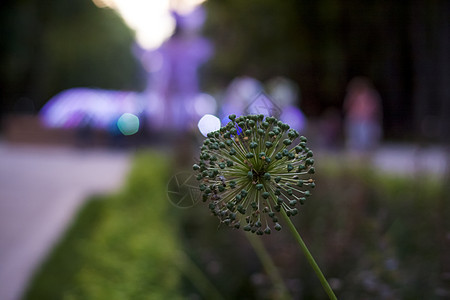 喷泉背景的植物 自然背景 照片在夜光中拍摄 笑声 掌声农业花园生长植物群草本植物草地荒野宏观季节场地图片