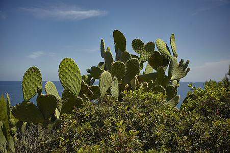 地中海区域刺铁石泥石植物沙漠植物群峡谷旅行生长石头地质学公园远景图片