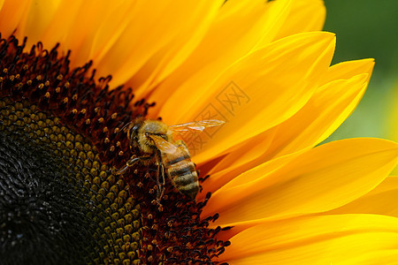 黑黄两条蜜蜂 蜜蜂 授粉向日葵都紧闭了动物花蜜太阳荒野农业叶子植物群昆虫晴天花园图片