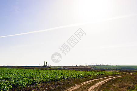 乌克兰绿色麦田 蓝天和太阳 白云 仙境 未成熟的绿色麦田在夏天日落天空下与云 未成熟的绿色麦田在夏天日落天空下与云国家生物学告密图片