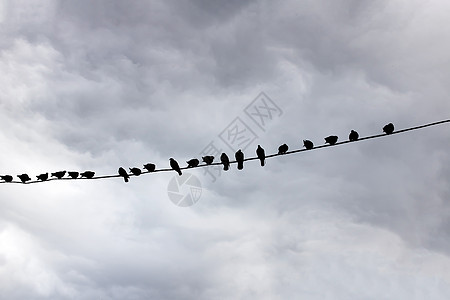 鸟群在灰天对面的铁丝网上图片