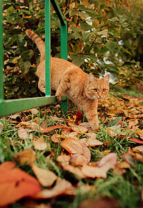 秋天风景背景的红猫街道猫咪季节幸福公园宠物小猫猫科叶子毛皮图片