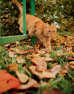 秋天风景背景的红猫猫科猫咪幸福小猫花园橙子季节动物野生动物毛皮图片