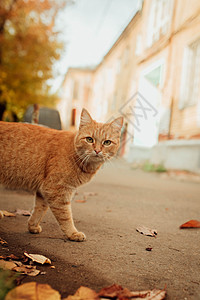 秋天风景背景的红猫季节橙子猫科叶子动物花园小猫街道公园毛皮图片