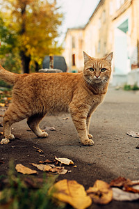 秋天风景背景的红猫野生动物宠物哺乳动物小猫猫科幸福橙子季节花园毛皮图片